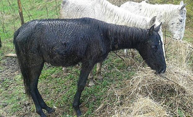 Los animales presentaban un estado lamentable. 