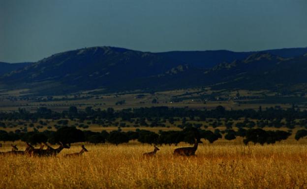 Parque Natural de Cabañeros. 