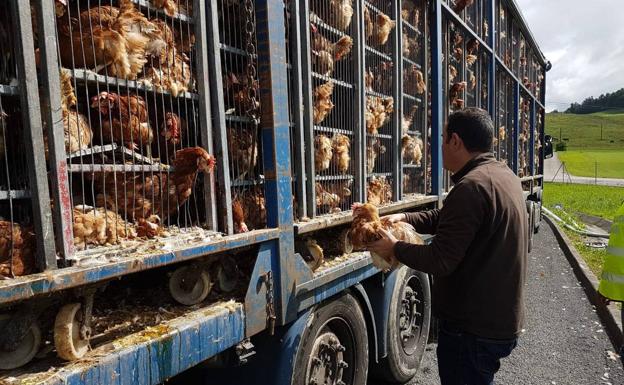 Investigado por transportar 8.000 gallinas en «estado deplorable» de Mungia a Cantabria