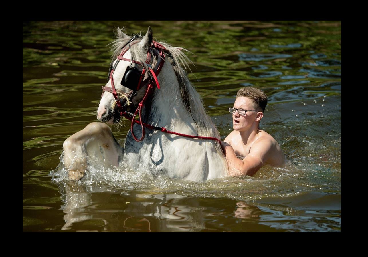 Alrededor de 10.000 personas se han reunido estos días en la localidad de Appleby, en Cumbria, uno de los condados del Reino Unido, para celebrar la feria del caballo. El evento, que según parece data de 1775, es uno de los encuentros clave para los miembros de las comunidades gitanas y una oportunidad para comprar y vender caballos y mercancías. Buena parte de los viajeros llegaron a bordo de caravanas de madera cubiertas de elementos decorativos propios de la tradición británico-romaní, que han producido quejas y atascos en las carreteras. Pero la tradición se mantiene y, como siempre, los caballos se sumergieron en el río Eden para refrescarse.