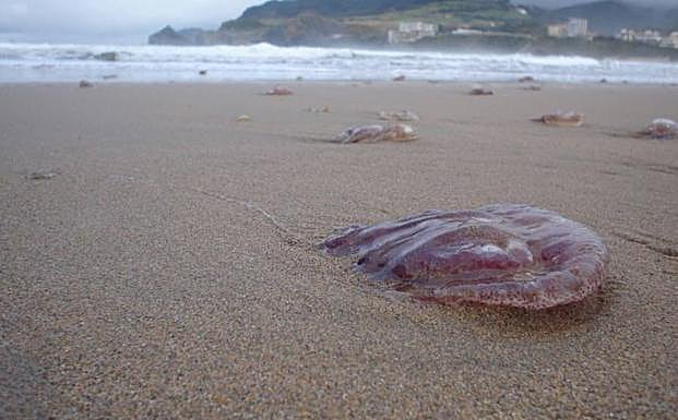 Varias medusas en la playa de Bakio hace unos años.