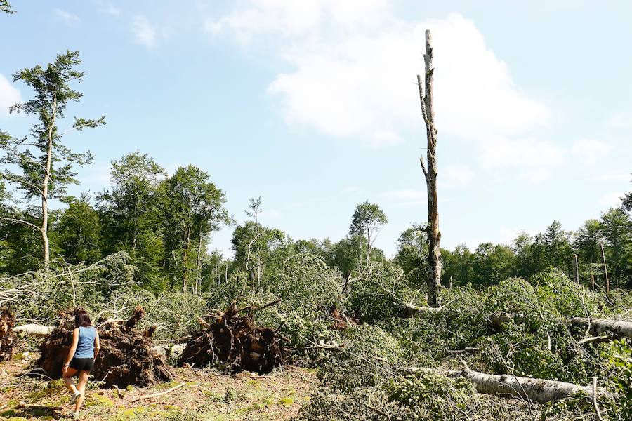 Fotos: Así ha quedado el bosque de Legaire tras el tornado