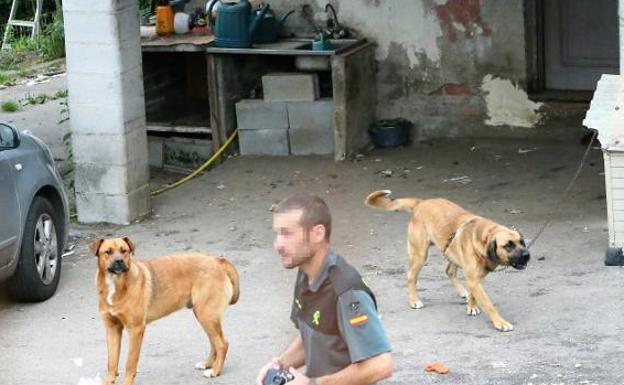 El dueño de los perros que mataron a un anciano en Asturias dice que «le querían con locura»
