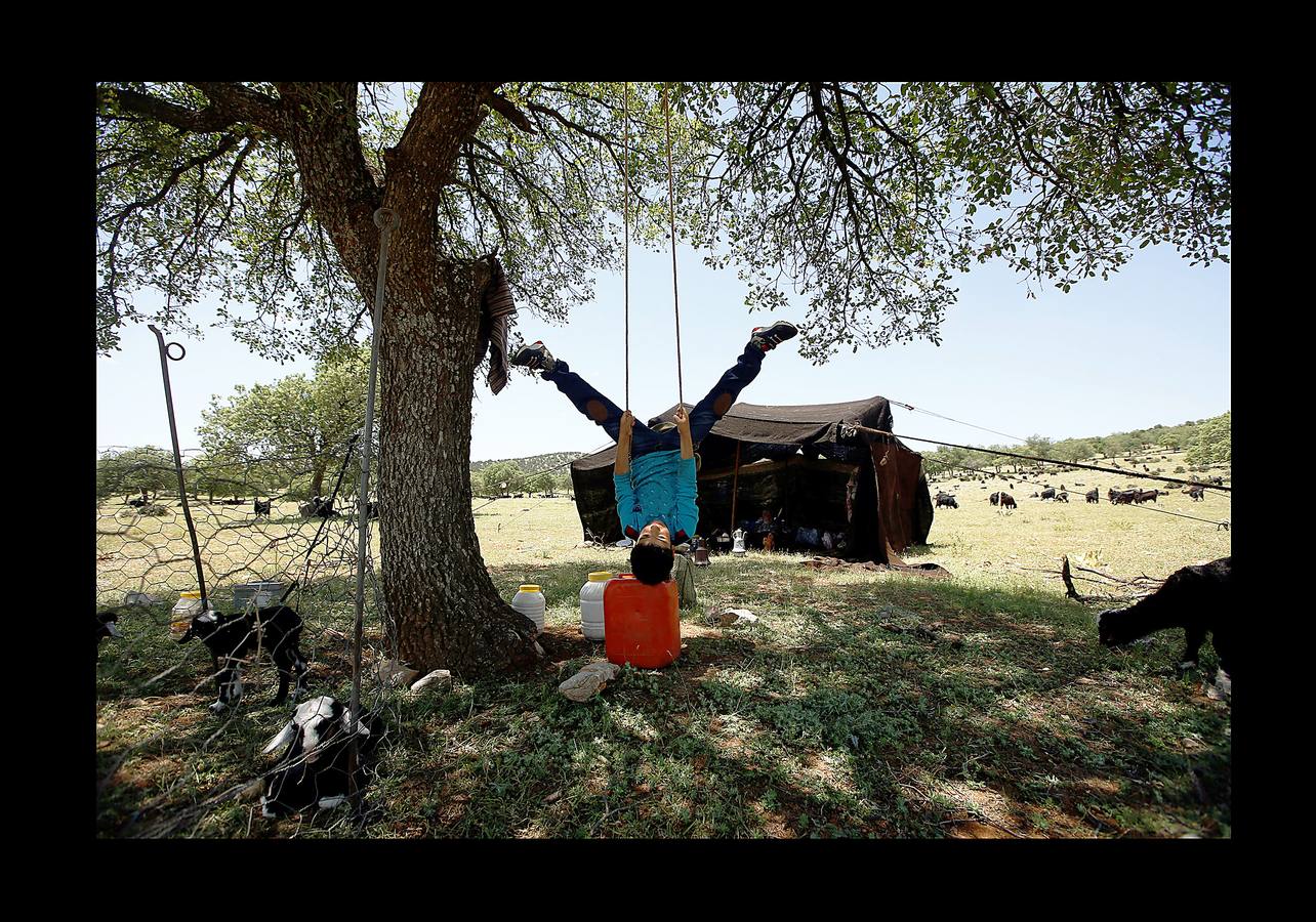 Cuando el verano llega al sur de Turquía, las cabras se inquietan y la familia Gobut (sus ocho miembros son los protagonistas de las fotografías) se embarca en el largo viaje anual al norte con su rebaño de 1.000 cabras. En el camino, plantan tiendas de campaña y por la noche, junto a una fogata, uno de ellos duerme al raso con cuatro perros pastores para protegerse de los lobos, a los que llaman monstruos. Su vida son las cabras; usan la leche para elaborar queso, hacen carpas con la piel y venden un tercio del rebaño en el camino. Cada cabra tiene un nombre y es tratada como parte de la familia. «Nunca los llamamos animales, los llamamos compañeros.» 