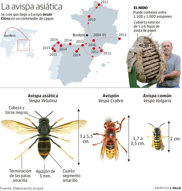Muere otro hombre en Galicia al picarle una avispa asiática