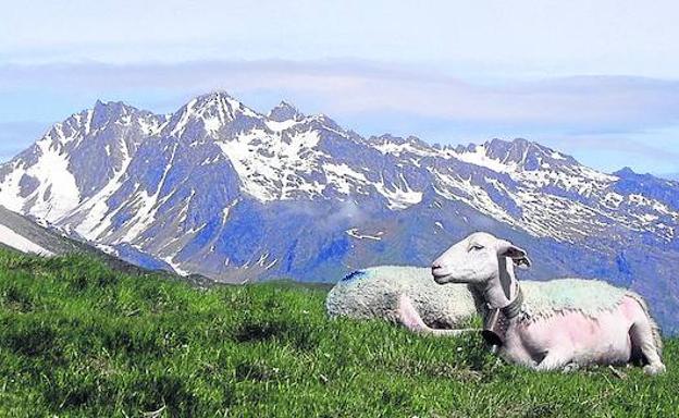 Naturaleza y pastores . Ovejas y vacas encuentran pastos durante gran parte del año.