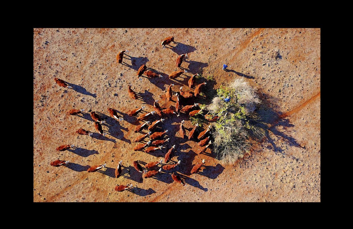 Desde el suelo, la sequía de Australia se ve como una mancha de polvo sin rasgos distintivos. Pero desde el aire, esta tierra que se agrieta bajo un sol abrasador, se transforma en una mezcla de colores y texturas que recuerdan a ciertas pinturas abstractas. La peor sequía que se recuerda está barriendo grandes zonas del país (el 95 % de Nueva Gales del Sur) y ha dejado a los agricultores haciéndose muchas preguntas sobre el futuro. «Las sequías se parecen a un cáncer que te consume, dicen algunos, y cada vez se vuelve más seco, más severo e impacta más en tu vida.»