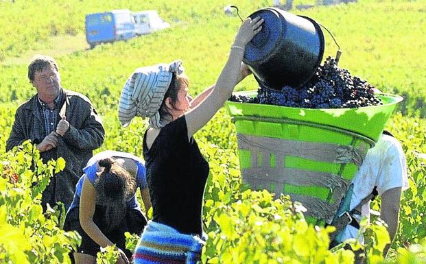 Vendimiadores trabajando en viñedos franceses. 