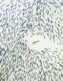 Imagen secundaria 2 - 1. 'Sombras patinadoras'. La mejor en la categoría de Deporte, fue tomada por Vicent Riemersma durante una maratón en Austria. / 2. Un oso polar salta entre dos placas de hielo en el norte de Canadá. Ganadora absoluta del certamen y realizada por Florian Ledoux / 3. 'Tiburón de punta negra'. Le rodea una legión de peces desovantes, en Bahamas. Vencedora en Vida Salvaje. Por Adam Barker