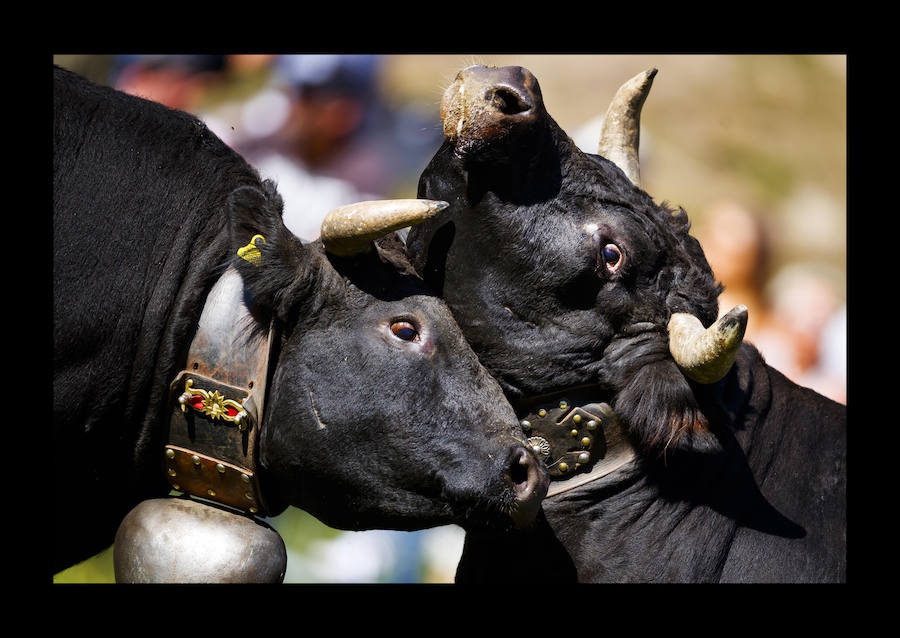 Las vacas Herens cierran cuernos durante las peleas de vacas 'Reine du Cervin' (reina del Cervino) en la localidad alpina de Zermatt, Suiza, el 19 de agosto de 2018. El cantón de Valais es el hogar a una raza única de vacas, las vacas Herens también se llaman vacas Eringer. Los miembros de esta familia de bovinos son muy robustos y poseen la característica singular de luchar entre ellos para establecer una jerarquía dentro de la manada. Durante las peleas, las vacas se empujan, frente contra frente, y la competencia continúa hasta que una nueva reina obliga a todas las otras vacas a retirarse.