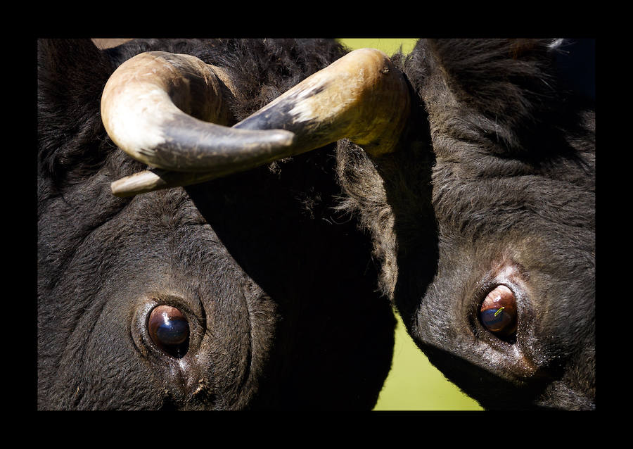 Las vacas Herens cierran cuernos durante las peleas de vacas 'Reine du Cervin' (reina del Cervino) en la localidad alpina de Zermatt, Suiza, el 19 de agosto de 2018. El cantón de Valais es el hogar a una raza única de vacas, las vacas Herens también se llaman vacas Eringer. Los miembros de esta familia de bovinos son muy robustos y poseen la característica singular de luchar entre ellos para establecer una jerarquía dentro de la manada. Durante las peleas, las vacas se empujan, frente contra frente, y la competencia continúa hasta que una nueva reina obliga a todas las otras vacas a retirarse.