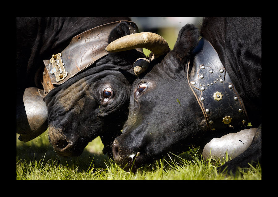 Las vacas Herens cierran cuernos durante las peleas de vacas 'Reine du Cervin' (reina del Cervino) en la localidad alpina de Zermatt, Suiza, el 19 de agosto de 2018. El cantón de Valais es el hogar a una raza única de vacas, las vacas Herens también se llaman vacas Eringer. Los miembros de esta familia de bovinos son muy robustos y poseen la característica singular de luchar entre ellos para establecer una jerarquía dentro de la manada. Durante las peleas, las vacas se empujan, frente contra frente, y la competencia continúa hasta que una nueva reina obliga a todas las otras vacas a retirarse.