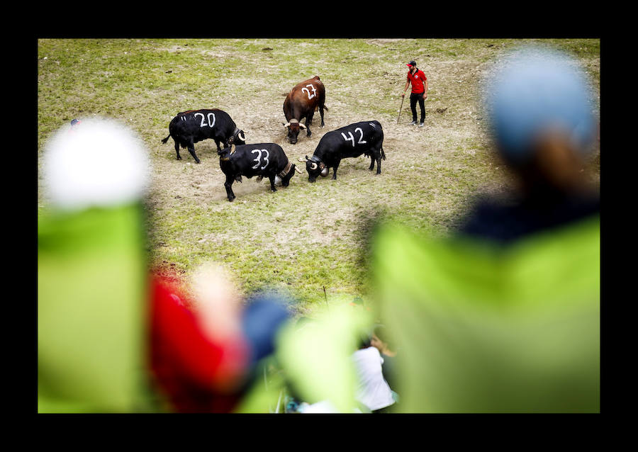 Las vacas Herens cierran cuernos durante las peleas de vacas 'Reine du Cervin' (reina del Cervino) en la localidad alpina de Zermatt, Suiza, el 19 de agosto de 2018. El cantón de Valais es el hogar a una raza única de vacas, las vacas Herens también se llaman vacas Eringer. Los miembros de esta familia de bovinos son muy robustos y poseen la característica singular de luchar entre ellos para establecer una jerarquía dentro de la manada. Durante las peleas, las vacas se empujan, frente contra frente, y la competencia continúa hasta que una nueva reina obliga a todas las otras vacas a retirarse.
