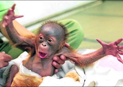 Imagen secundaria 1 - Escuela de huérfanos. Cada mañana, un trabajador de la ong IAR lleva a los bebés orangutanes al bosque para que aprendan a manejarse en su hábitat natural. Cuando crecen, los ponen en libertad.