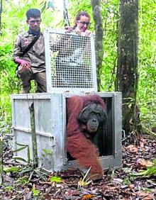 Imagen secundaria 2 - «El consumo de &#039;snacks&#039; está acabando con los orangutanes»