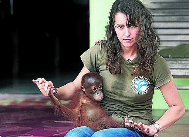 Huérfanos. La responsable de la ong International Animal Rescue (IAR) en Indonesia, con un bebé orangután. 
