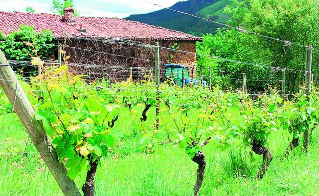 Las viñas de txakoli requieren constantes cuidados este año para hacer frente al mildiu. 