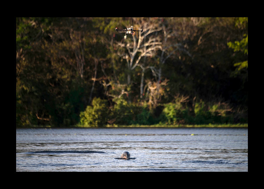 Científicos investigan sobre delfines de río en la Reserva de Desarrollo Sostenible Mamiragua en el estado de Amazonas, Brasil.
