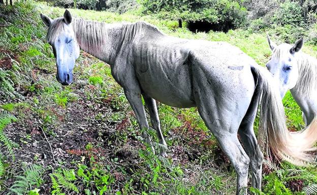 Ganaderos y animalistas alertan del estado de este equino, confiscado en mayo.