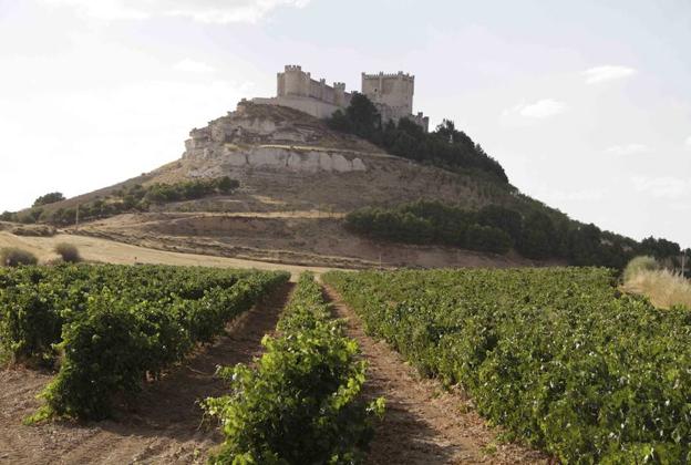 El castillo de Peñafiel (Valladolid) se alza sobre un viñedo.