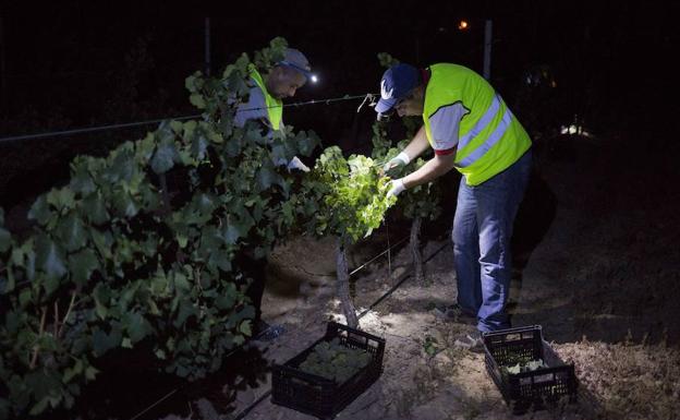 Las luces frontales ayudan en las tareas de recolección.