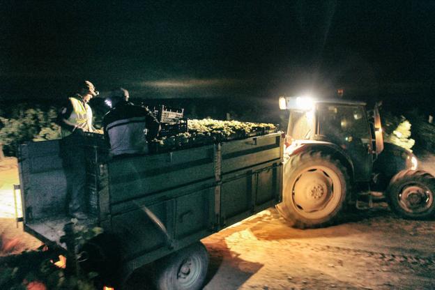 Dos trabajadores depositan la cosecha en el carro de un tractor.