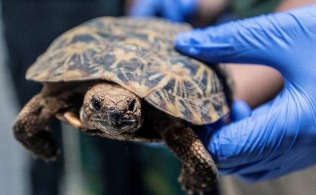 Un médico extrae una tortuga de la vagina de una mujer en Tenerife