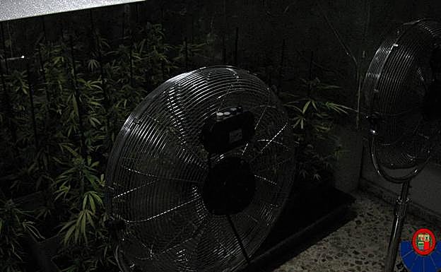 Imagen de la plantación que se encontraba en el sótano de la vivienda.