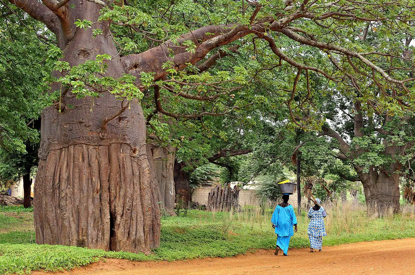 Imagen de varios árboles baobab.