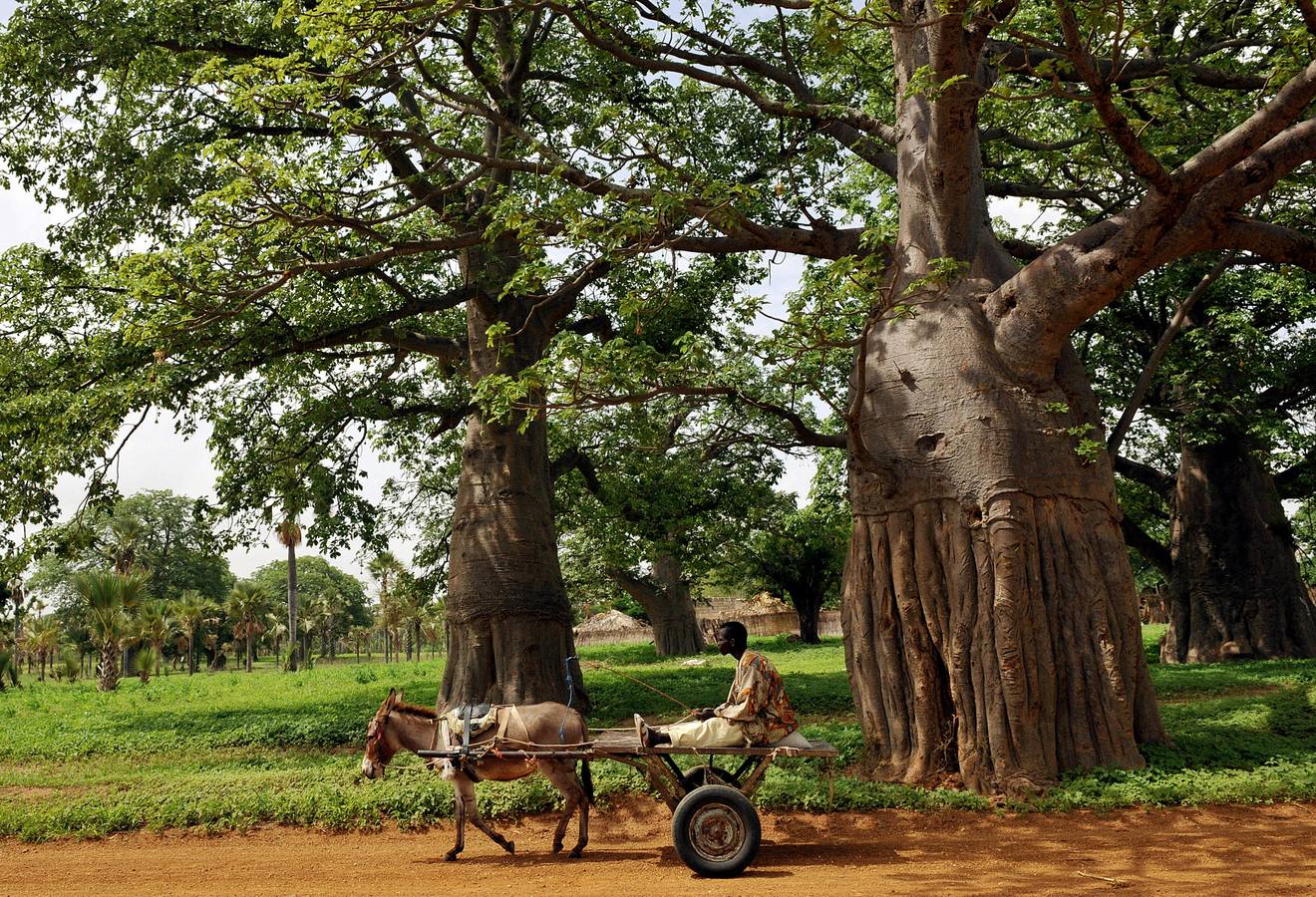 Los campesinos viven muy cerca de los baobabs