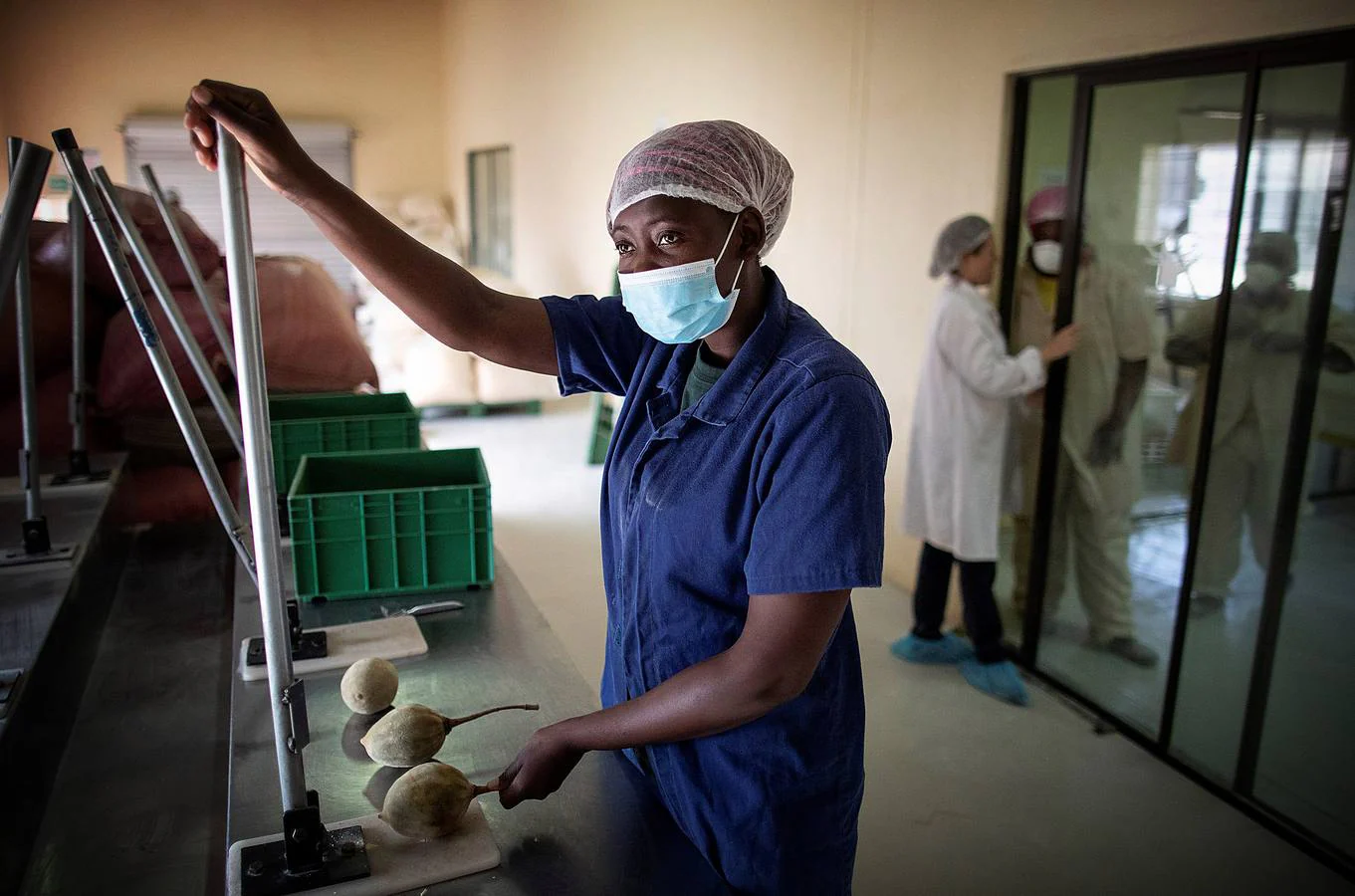 Una mujer procesa las frutas del baobab.