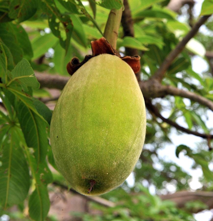 La fruta del baobab.