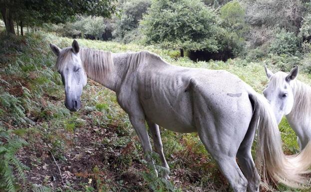 Una de las vacas presenta una «herida infectada por una fractura parcial de los huesos de la cabeza» (arriba).Un caballo con síntomas de malnutrición, cuando fue hallado en Elantxobe.