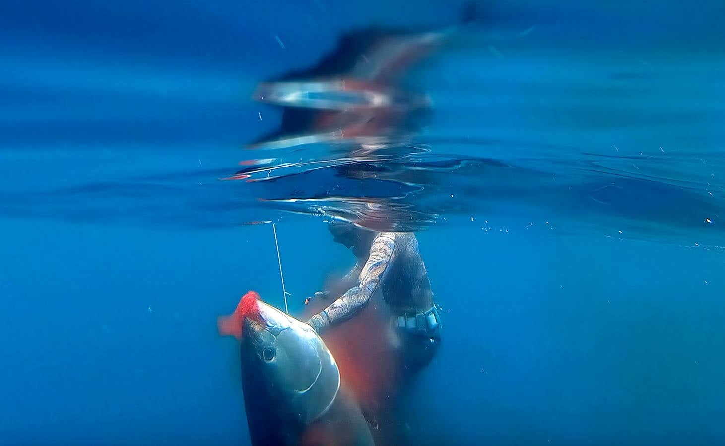 A principios de septiembre, Ryder Devoe, de 19 años, emergió de las azules aguas de San Diego con su neopreno de camuflaje, gritando: «lo atrapé». Un hermoso ejemplar de atún rojo de más de 90 kilos, una especie que apenas se veía en las costas californianas desde hacía décadas, había sido alcanzado por su arpón. Devoe, a quien además del buceo libre también apasiona el surf, se siente feliz. «Este año mi objetivo es cabalgar las olas más grandes de México y capturar otro atún de aleta amarilla.»