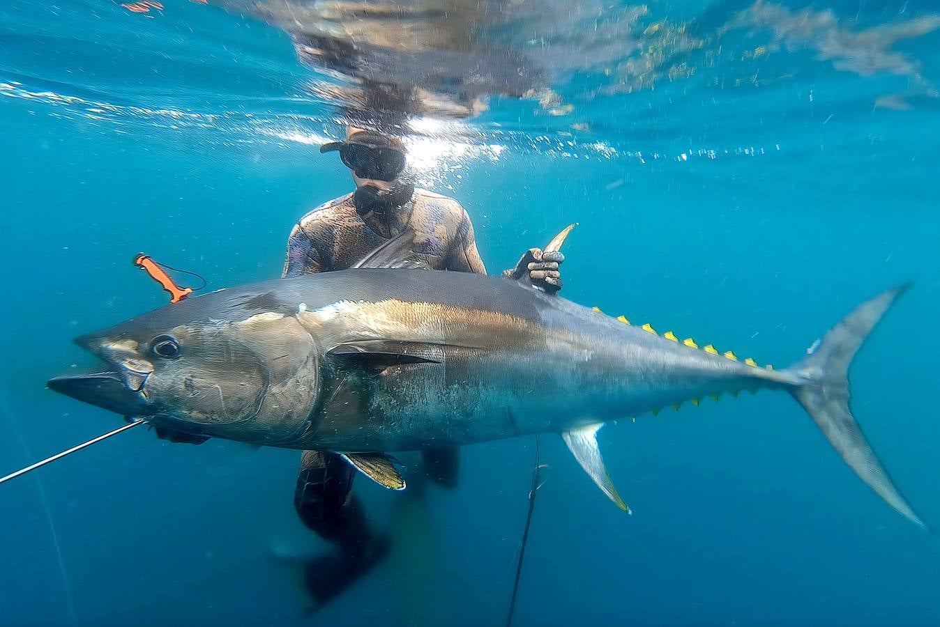 A principios de septiembre, Ryder Devoe, de 19 años, emergió de las azules aguas de San Diego con su neopreno de camuflaje, gritando: «lo atrapé». Un hermoso ejemplar de atún rojo de más de 90 kilos, una especie que apenas se veía en las costas californianas desde hacía décadas, había sido alcanzado por su arpón. Devoe, a quien además del buceo libre también apasiona el surf, se siente feliz. «Este año mi objetivo es cabalgar las olas más grandes de México y capturar otro atún de aleta amarilla.»