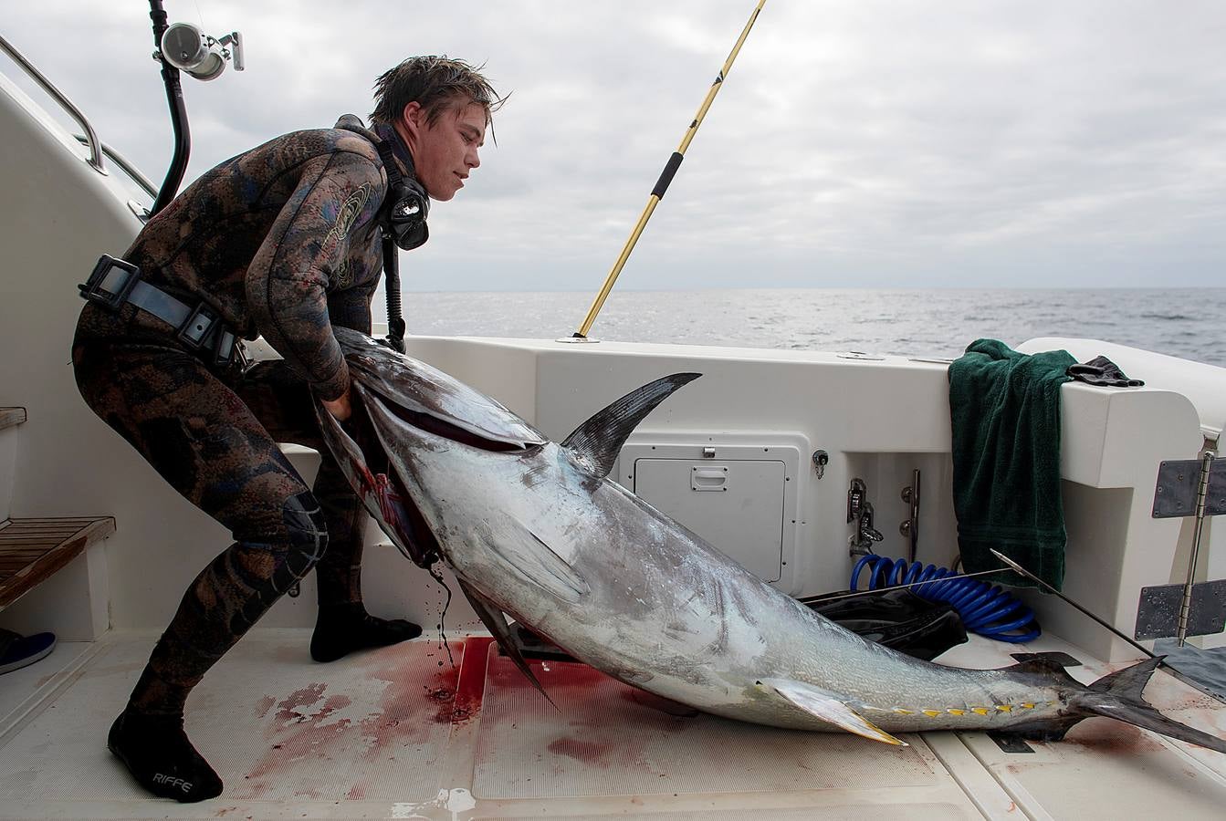 A principios de septiembre, Ryder Devoe, de 19 años, emergió de las azules aguas de San Diego con su neopreno de camuflaje, gritando: «lo atrapé». Un hermoso ejemplar de atún rojo de más de 90 kilos, una especie que apenas se veía en las costas californianas desde hacía décadas, había sido alcanzado por su arpón. Devoe, a quien además del buceo libre también apasiona el surf, se siente feliz. «Este año mi objetivo es cabalgar las olas más grandes de México y capturar otro atún de aleta amarilla.»