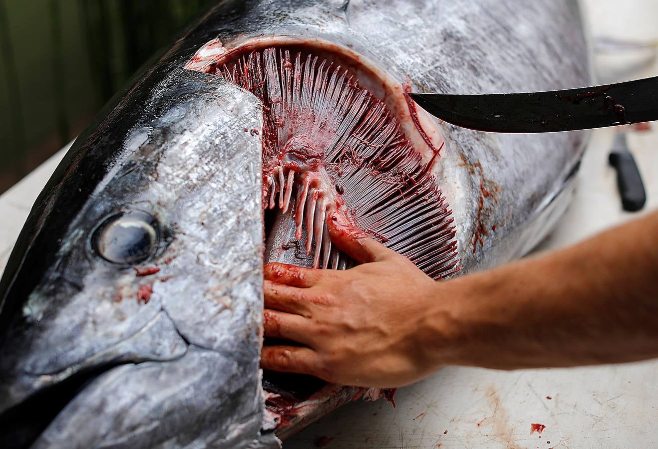 A principios de septiembre, Ryder Devoe, de 19 años, emergió de las azules aguas de San Diego con su neopreno de camuflaje, gritando: «lo atrapé». Un hermoso ejemplar de atún rojo de más de 90 kilos, una especie que apenas se veía en las costas californianas desde hacía décadas, había sido alcanzado por su arpón. Devoe, a quien además del buceo libre también apasiona el surf, se siente feliz. «Este año mi objetivo es cabalgar las olas más grandes de México y capturar otro atún de aleta amarilla.»