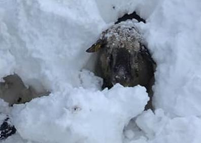 Imagen secundaria 1 - Rescatan a varias ovejas muertas y sepultadas por la nieve en el Gorbea
