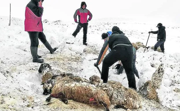 Las ovejas aparecieron amontonadas y cubiertas de nieve tras el ataque de los perros. 