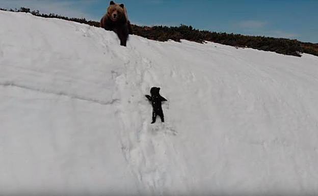 La osa y su cría, una imagen que ha dado la vuelta al mundo. 