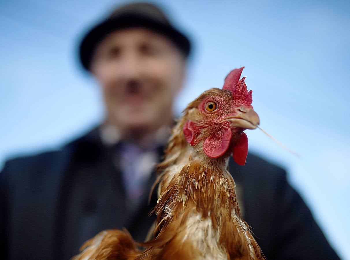 Maam Cross es una encrucijada en Connemara, condado de Galway, Irlanda. En ella se desarrolla una de las ferias agrícolas y de ganado más tradicionales en la que los granjeros locales venden los excedentes de producción para complementar sus exiguos ingresos. Este año premiará al mejor de los populares ponis de Connemara y quienes asistan podrán participar en el campeonato de lanzamiento de herradura. 