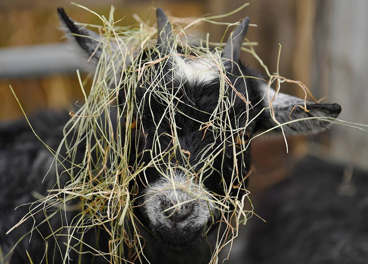 Maam Cross es una encrucijada en Connemara, condado de Galway, Irlanda. En ella se desarrolla una de las ferias agrícolas y de ganado más tradicionales en la que los granjeros locales venden los excedentes de producción para complementar sus exiguos ingresos. Este año premiará al mejor de los populares ponis de Connemara y quienes asistan podrán participar en el campeonato de lanzamiento de herradura. 