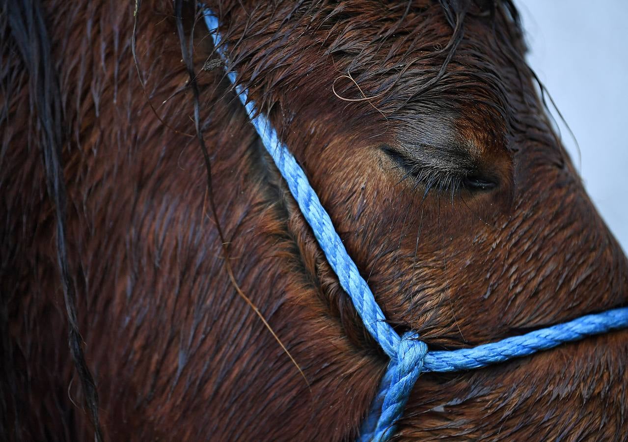 Maam Cross es una encrucijada en Connemara, condado de Galway, Irlanda. En ella se desarrolla una de las ferias agrícolas y de ganado más tradicionales en la que los granjeros locales venden los excedentes de producción para complementar sus exiguos ingresos. Este año premiará al mejor de los populares ponis de Connemara y quienes asistan podrán participar en el campeonato de lanzamiento de herradura. 