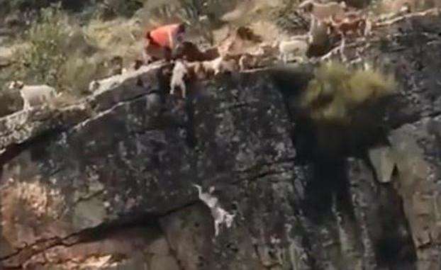 Una cacería termina con 12 perros y un ciervo despeñados en un barranco en Cáceres