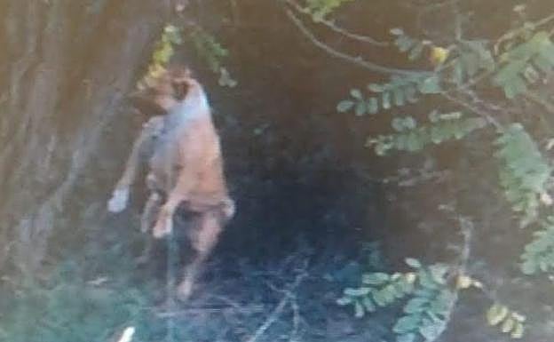 Los bomberos tuvieron que acudir a descolgar al animal. 