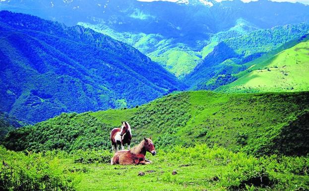 Dos caballos descansan en uno de los prados altos del espacio natural asturiano.