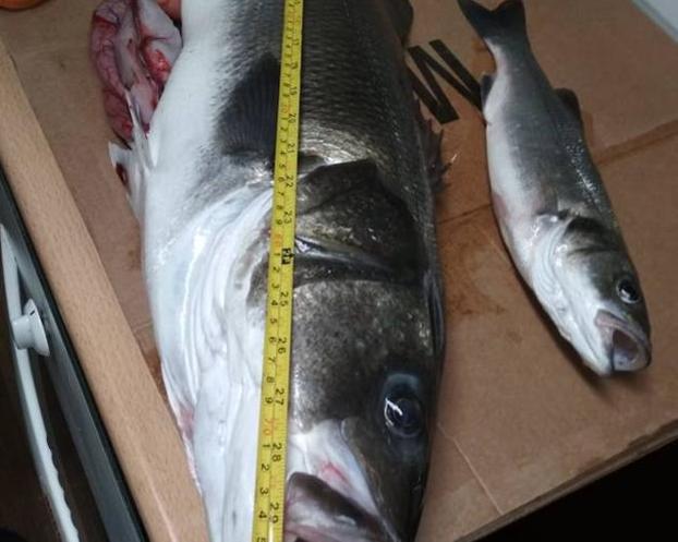 La lubina de más de 8 kilos capturada en el Urumea.