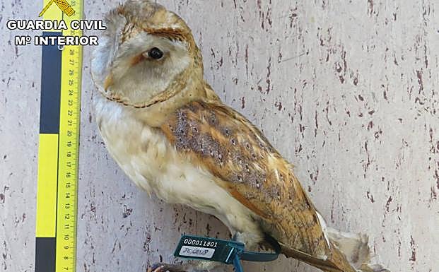 Lechuza 'Tyto Alba' disecada y requisada por la Guardia Civil.
