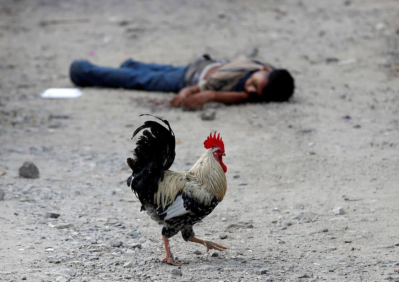 Un gallo pasa junto al cadáver de un miembro de una pandilla del Barrio 18 en San Pedro Sula, Honduras.