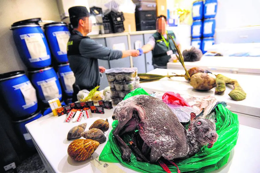 Un antílope, caracoles gigantes, cosméticos y mangos, sobre los congeladores de la Guardia Civil.